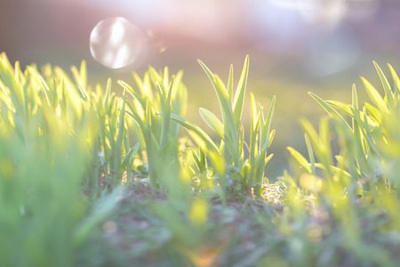 Green grass in the morning sunlight. Early spring concept. Soft focus.の写真素材