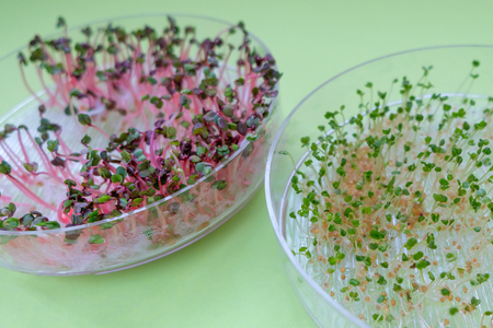 close-up on fresh radish and arugula sprouts in a transparent sprouter, green backgroundの写真素材