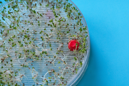 fresh broccoli sprouts in a transparent sprouter, blue backgroundの写真素材