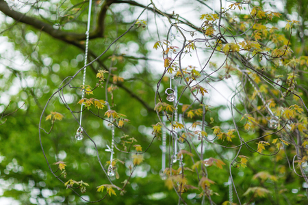 Engagement rings hanging on a ribbons on a tree. Selective focus. Wedding concept.の写真素材