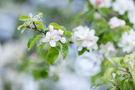 Apple tree branch flowers on blurred background. Closeup, selective focus.の写真素材