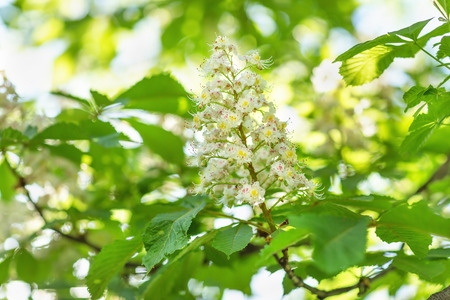 Blooming horse chestnut tree branch on a blurred background. Close up, selective focus.の写真素材