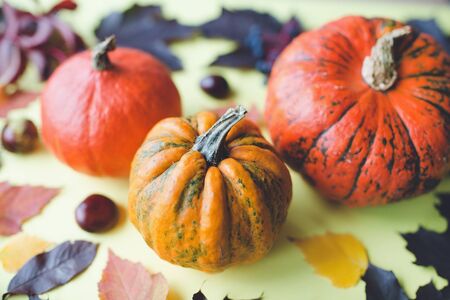 Hokaido and yellow pumpkins and leaves on a board, yellow background. Autumn season and Halloween holiday concept. Selective focus.の写真素材