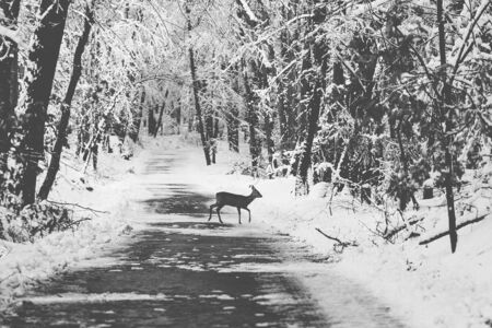 Young roe deer crossing a road in a winter snow covered forest. Black and white, film cinematic imitation.の写真素材