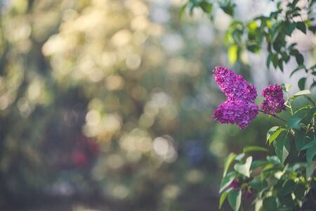 Blooming purple lilac branch on a blurred garden background. Morning sunlight, spring concept. Close...