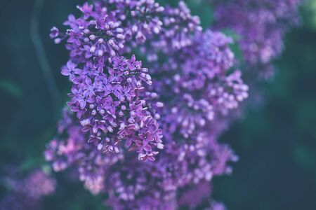 Blooming violet lilac branch background. Spring concept. Close up, selective focus, copy space.
