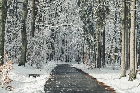 Snow covered road in a forest on a winter dayの写真素材