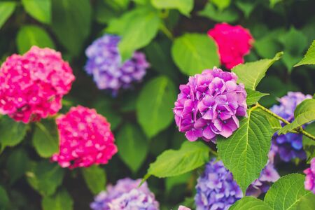 Blooming pink and purple hydrangea or hortensia background. Spring or summer garden. Close up,...