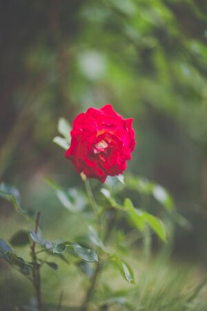 Blooming red rose flower close up, dark moody picture, soft focus, blurred backgroundの写真素材