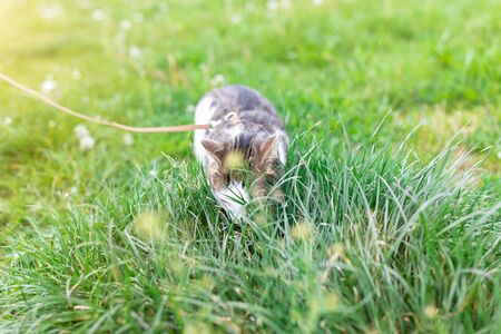 Portrait of cute young male domestic tabby cat, wearing harness, walking on leash outdoor in park on lawn, eating green grass. Pets health and safety concept, copy spaceの写真素材