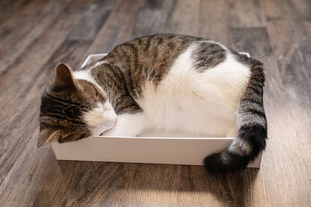 Cute young domestic bicolor tabby and white cat sleeping in the cardboard box on the floor. Cats sleep and love of boxes concept. Close up, selective focus, copy spaceの写真素材