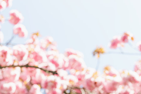 Blurred background with blooming sakura tree branch and blue sky background. Abstract pink pastel...