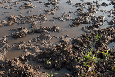 Puddles and mud and first green grass on a dirt road or track after heavy rain. Spring and fall...