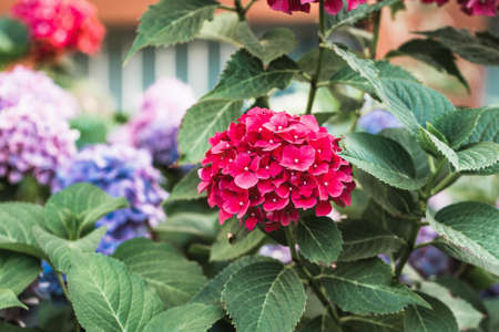 Blooming red hydrangea or hortensia background. Spring or summer garden. Close up on flower bed,...