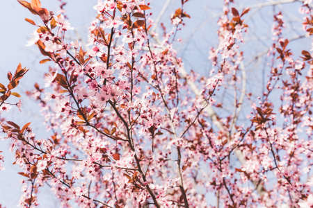 Fresh red cherry blossom, tree branch with red flowers and leaves in a garden, against blue sky....