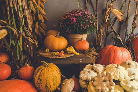 Halloween and Thanksgiving autumn decoration with variety of pumpkins, dried corn cobs and autumn flowers in front of the flower shop. Selective focus, holiday conceptの写真素材