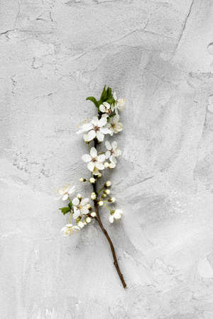 Fresh branch with white flowers on gray background