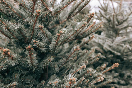 Natural Christmas trees in a farm market, close-up