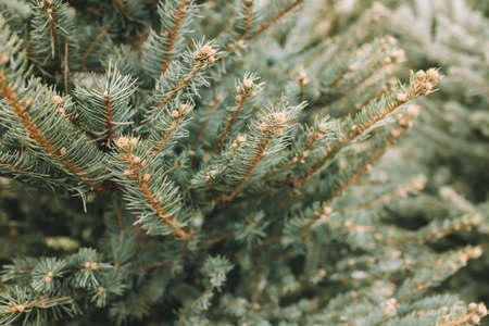 Natural Christmas trees in a farm market. Close-up on a pine branch. Selective focus, copy spaceの写真素材