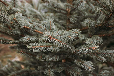 Natural Christmas trees in a farm market. Close-up on a pine branch. Selective focus, copy spaceの写真素材