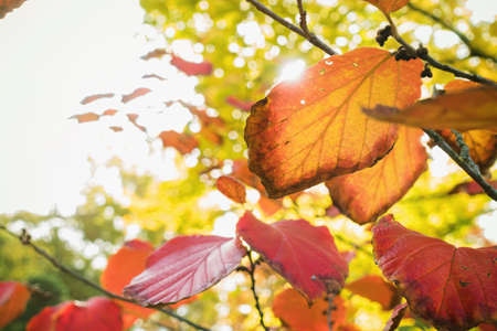 Autumn leaves on a tree in a park. Yellow, red and orange colors. Branch against blurred sky. Fall in nature and weather concept. Close-up, selective focusの写真素材