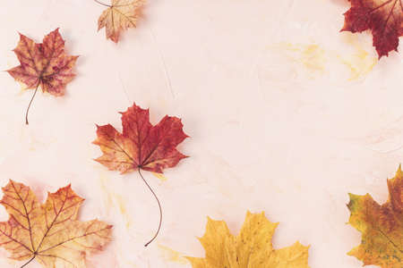 Red and yellow maple leaves on pink background. Autumn flat lay. Banner or message board template....