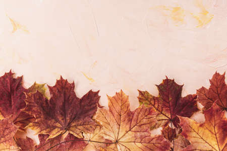 Red maple leaves on pink background. Autumn layout. Banner or message board template. Copy space