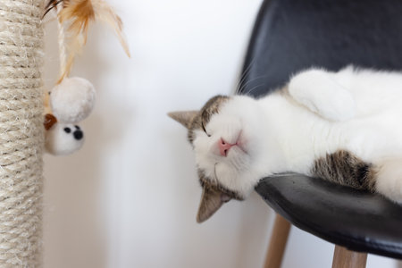 Cute fat domestic cat sleeping on leather chair next to sisal scratching post happy and relaxed. Cat scratchers, climbing poles for cat claws and leather furniture concept. Selective focus, closeupの写真素材