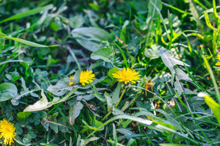 Field of fresh yellow dandelions and green grass in sunlight. Nature background. Spring concept. Closeup, selective focusの写真素材