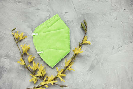 Green respiratory KN95 or FFP2 mask on gray background, and fresh yellow forsythia flowers, copy...