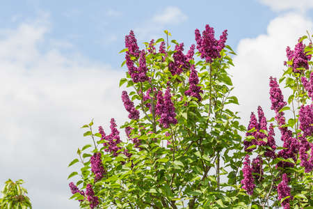 Blooming purple lilac branches against blue sky. Spring concept. Selective focus, copy space.