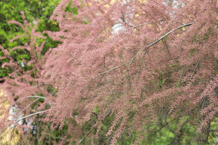 Blooming branches of tamarix shrub in green park. Spring background with pink flowering plants....
