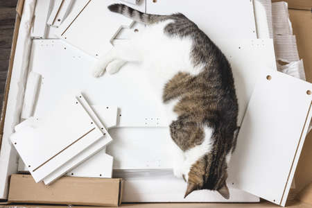 Domestic cat lying in opened box with furniture assembly parts and tools on the floor. Self...