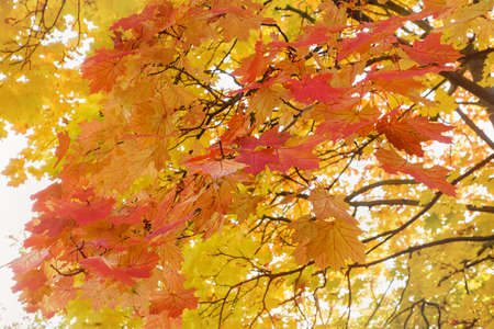 Autumn maple leaves in park. Yellow, red and orange colors. Airy tree branch against blurred sky....