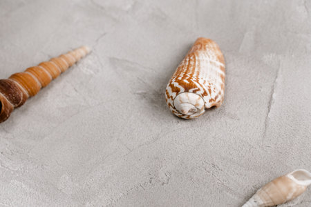 Sea shells on gray background, copy space. Close-up, copy space, social media hero header template. Sea vacation and summer holidays abstract backgroundの写真素材