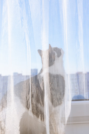 Curious domestic cat sitting on window sill behind white transparent tulle, looking into blue sky. Pet watching birds. Winter morning. Soft focusの写真素材
