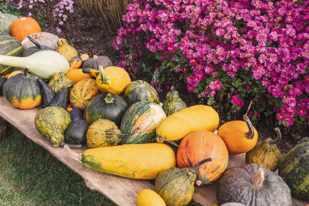 Pumpkins Halloween garden decoration with autumn chrysanthemum flowers and pine cones. Close up, selective focus. Halloween and Thanksgiving natural DIY decoration for home and celebration conceptの写真素材