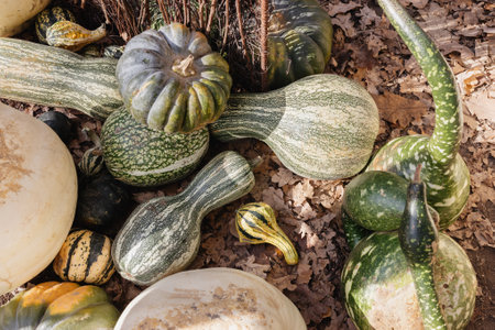 Green decorative pumpkins outdoor on the ground. Close up, selective focus. Halloween and Thanksgiving decoration for home and celebration conceptの写真素材