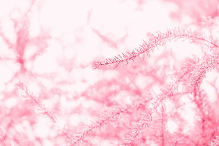 Blooming branches of tamarisk shrub and sky in color of the year 2023 Viva Magenta. Spring background with pink flowering plants. Closeup, soft selective focusの写真素材