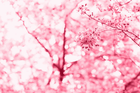 Spring airy blooming tree background in trendy color of the year 2023 Viva Magenta. Soft selective focusの写真素材