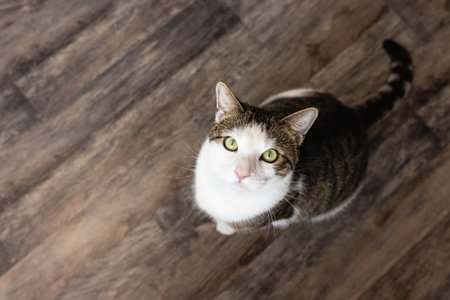 Content domestic cat sit down on the floor and waiting for food. Look with attention and curiosity,...
