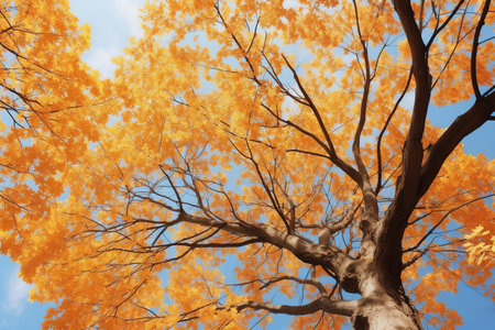 Trees in autumn park from below, yellow tops of trees, blue sky backgroundの素材
