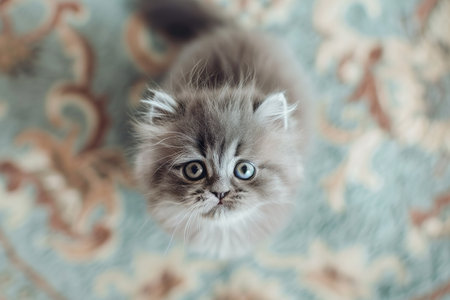 Ginger gray fluffy kitten looking upwards, curious playful expression. Carpet living room backgroundの素材