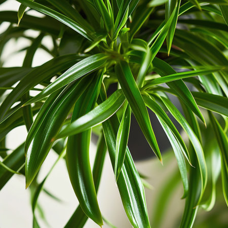 Lush spider plant hanging indoors, cluster of chlorophytum comosumの素材