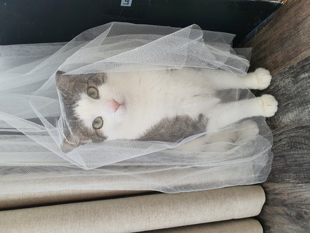 A black and white cat peeking through a sheer white curtainの写真素材