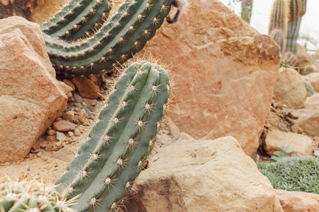 Desert Cactus Plants with Spines Growing Amongst Rocky Terrain in Arid Climate.