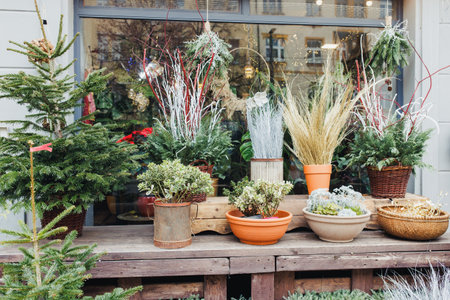 Festive Holiday Window Display with Christmas Plants and Decorations.の写真素材