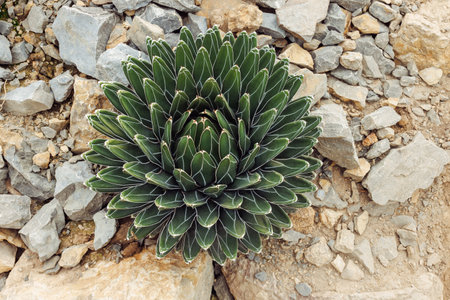 Royal Queen Victoria agave Succulent plant growing amid rocky terrain, top view.の写真素材