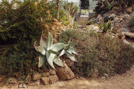 Lush Desert Garden with Succulent Plants in Natural Setting.の写真素材