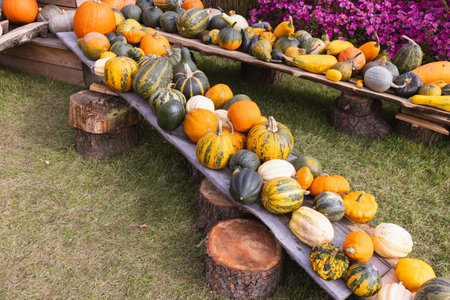 Variety of Colorful Pumpkins and Gourds Displayed on Wooden Tables at Harvest Festival.の写真素材